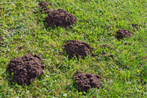 Mole Tunnels in Yard