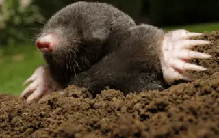 Difference Between Moles and Voles