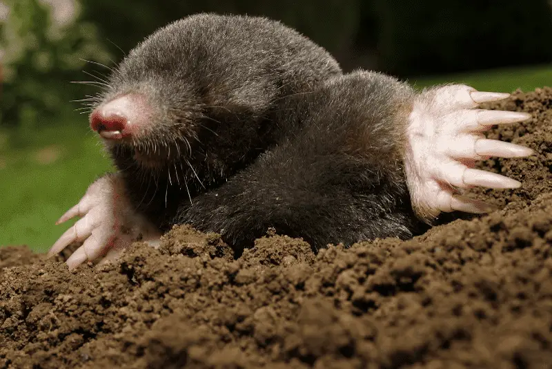 Difference Between Moles and Voles