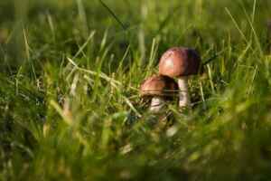 Get Rid of Lawn Fungi