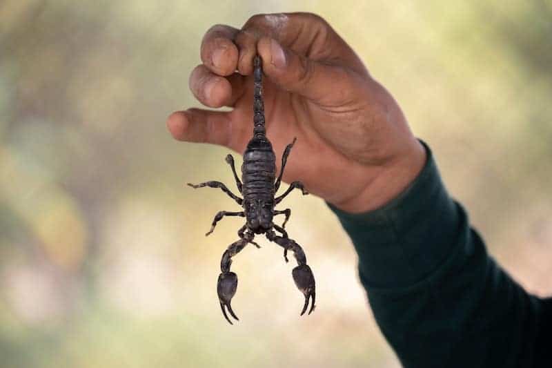 Sign of Scorpion Infestation