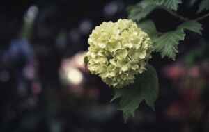 Types of Hydrangeas