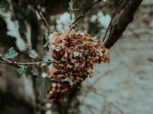 Growing Hydrangeas