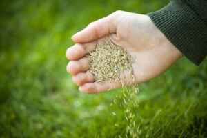 Types of Grass Seed for Shade