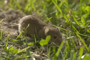 What Is a Vole