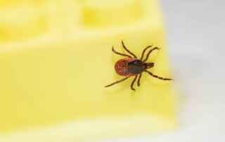 Natural Tick Treatment