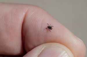 Preventing Ticks Naturally