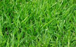 Benefits of Centipede Grass