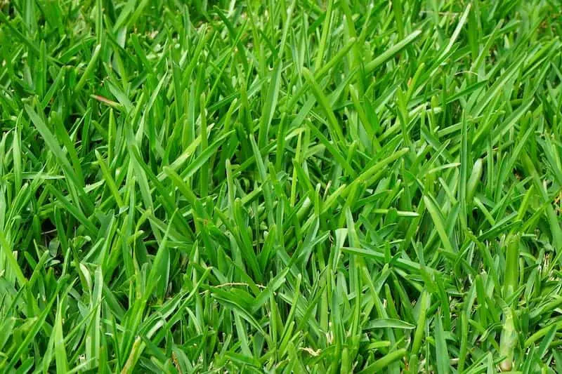 Benefits of Centipede Grass