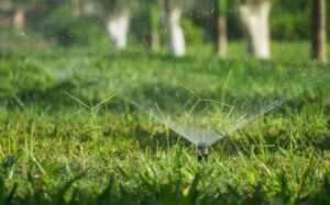 Centipede Grass