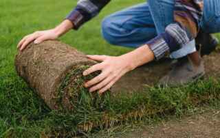 When to lay Fescue Sod