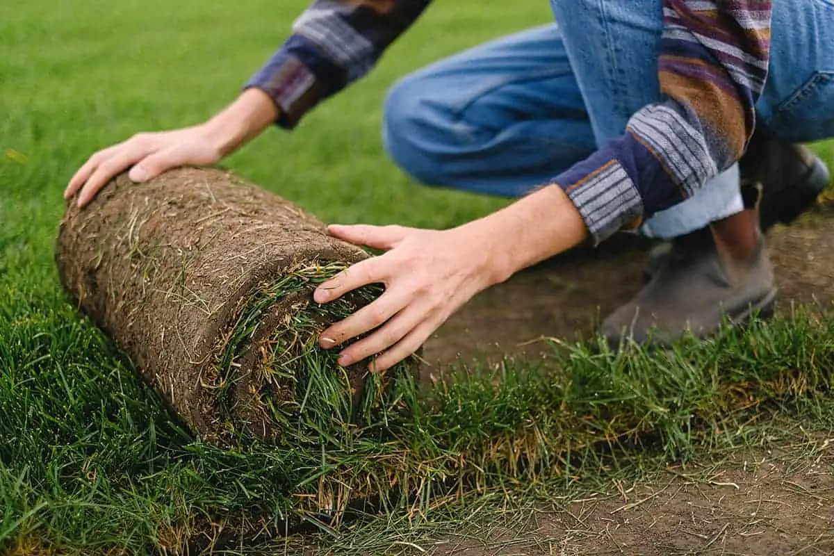 When to lay Fescue Sod