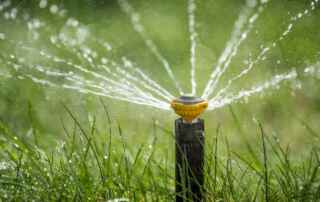 signs you're watering your lawn too much