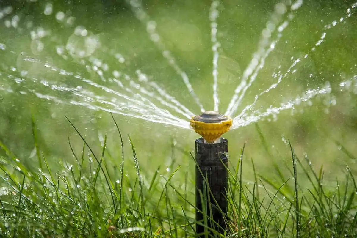 signs you're watering your lawn too much