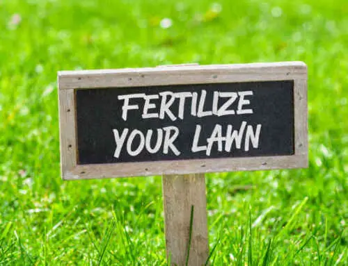 Should I Fertilize My Grass In Winter?