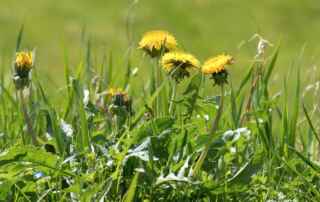 how to get rid of dandelions naturally