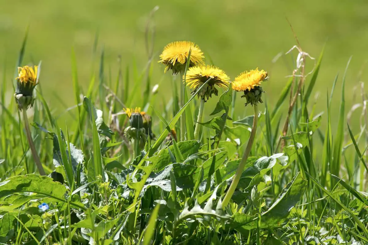 how to get rid of dandelions naturally