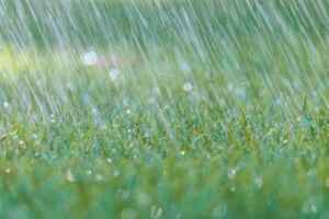 raining lawn apply fertilizer wet grass