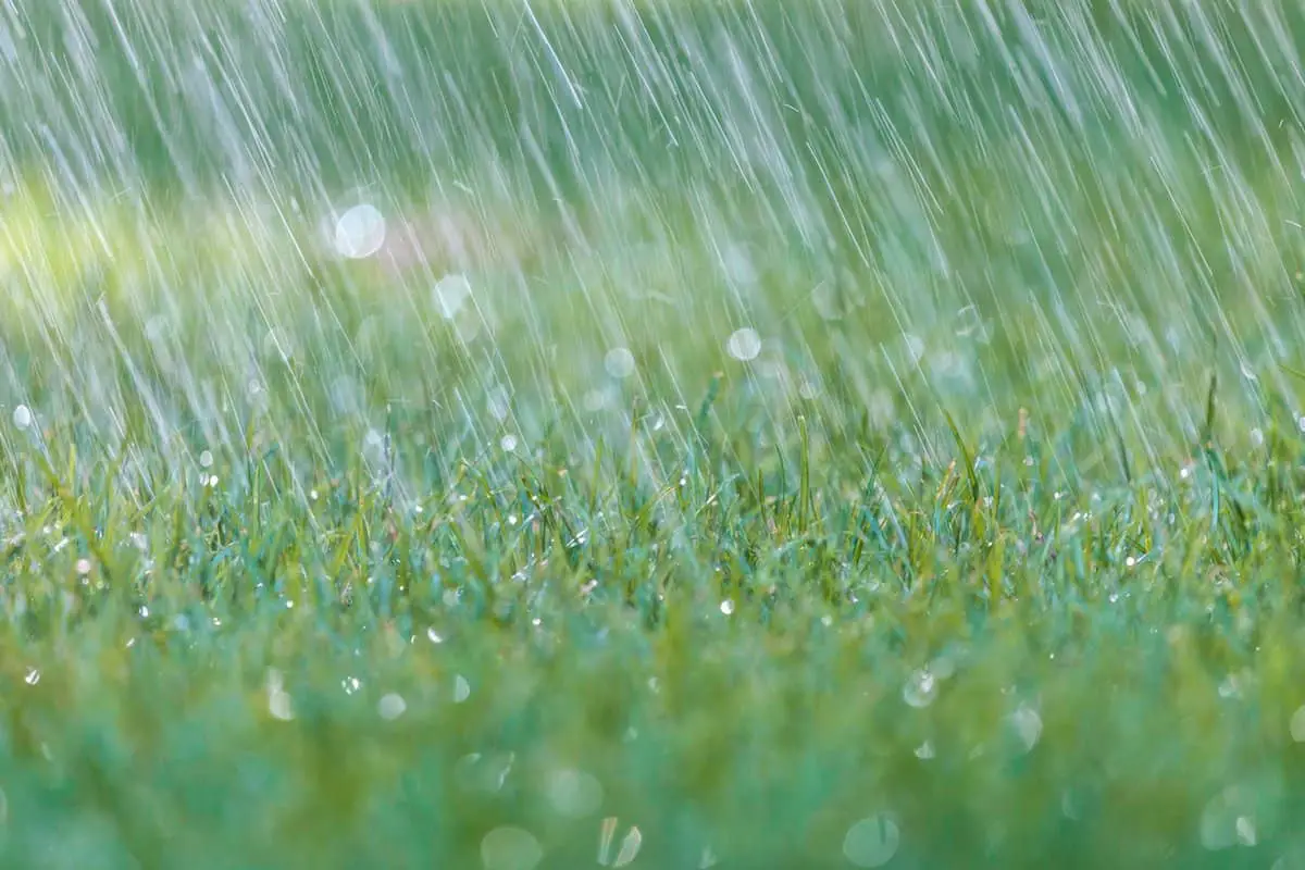 raining lawn apply fertilizer wet grass