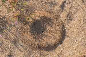 Why Are There Ant Holes in My Lawn how to get rid of them