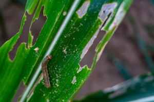 Ways To Get Rid Of Army Worms Naturally