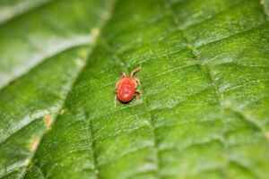 how to get rid of chiggers naturally