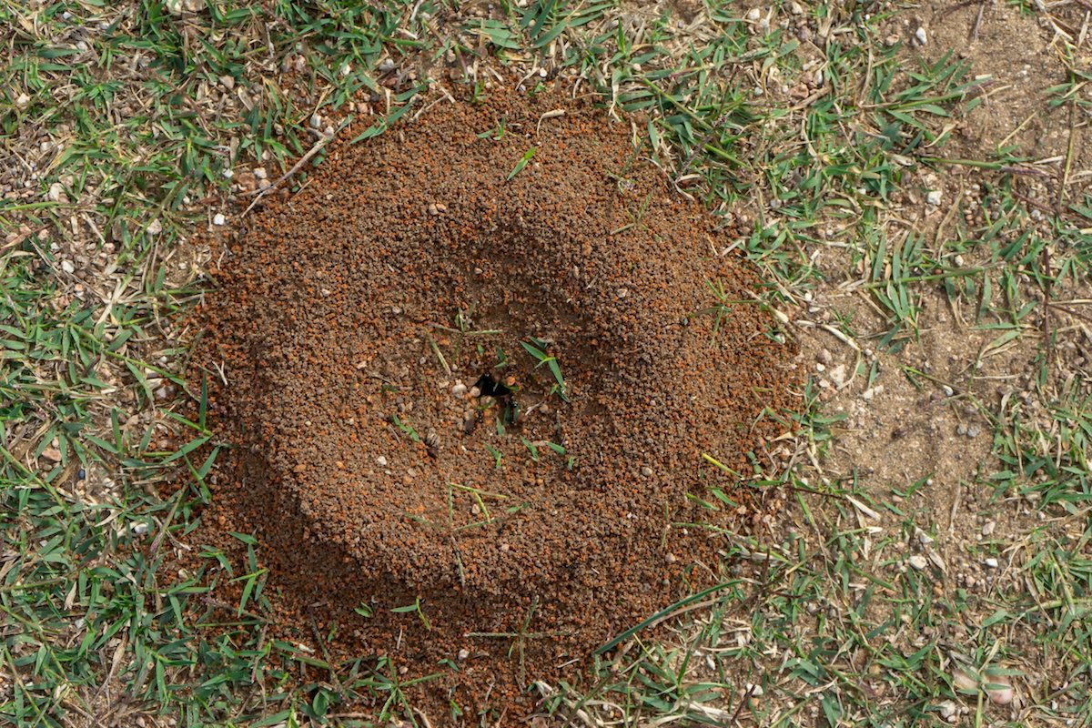 natural ways to get rid of ant hills