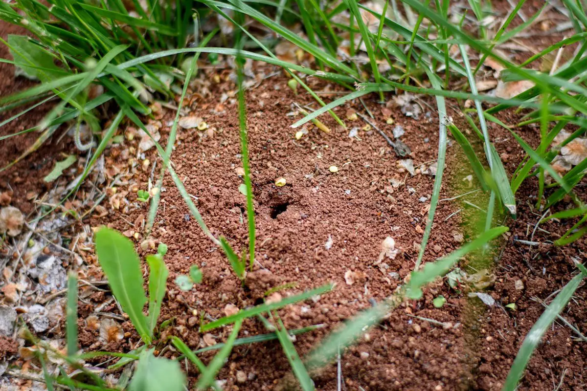 Why Are There Ant Holes in My Lawn and How To Get Rid of Them