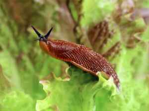 get rid of slugs