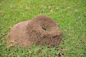 Natural Ways to Get Rid of Ant Hills