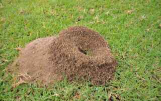 Natural Ways to Get Rid of Ant Hills
