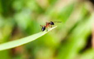 do ants eat grass