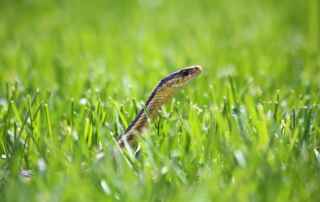 Ways to Keep Snakes out of Your Yard