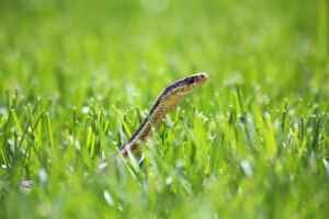 Ways to Keep Snakes out of Your Yard
