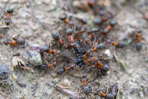 ants eat