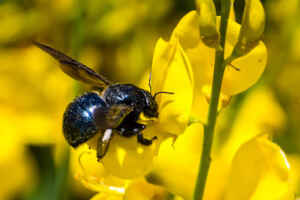 How Do I Get Rid of Carpenter Bees Naturally