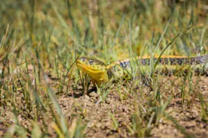 keep snakes out of yard