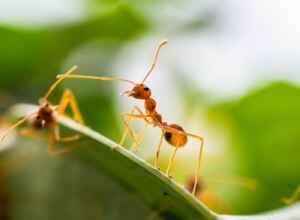 do ants eat grass