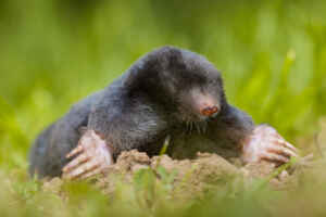 mole grass small holes in lawn