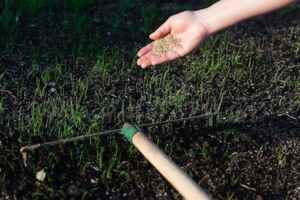 How to Overseed Your Lawn In the Spring