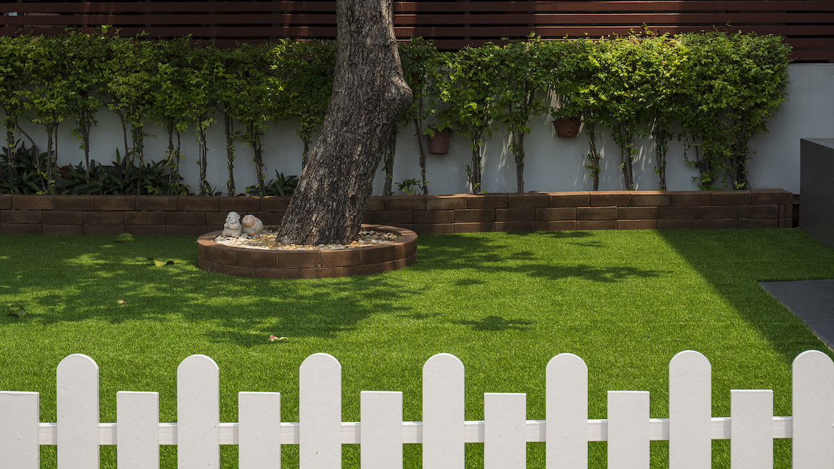 Best Grass for Shady Areas