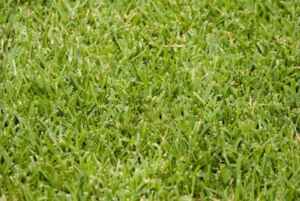 st. augustine grass