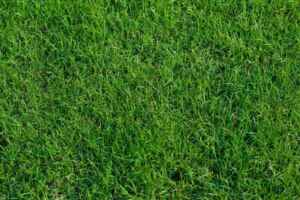 bermuda grass