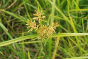 Get Rid of Yellow Nutsedge Without Killing Grass