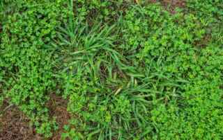 Kill Crabgrass with Baking Soda