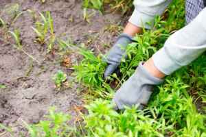 Get Rid of Yellow Nutsedge Without Killing Grass