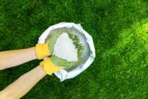 Best Weed and Feed Fertilizers For Summer