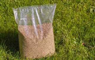 Best Grass Seed For Full Sun