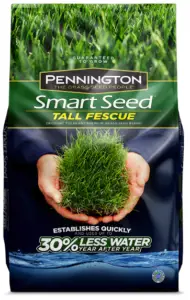 tall fescue grass seed