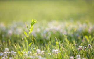 Weeds That Look Like Grass
